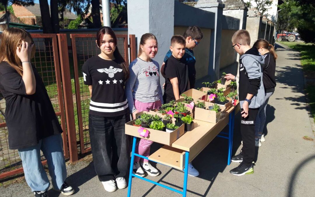 Učenici petog razreda s učiteljicom Prirodoslovlja Darijom Bjelicom zadnjih su nekoliko tjedana uzgajali salatu, krastavce, žutu i ljubičastu mrkvu i sukulent poznat kao “čuvarkuća”. Kroz sijanje, brigu i često zalijevanje promatrali su faze rasta i razvoja biljaka čije su sadnice ponudili danas pred našom  školom na štandu. Kako je prodaja bila uspješna, učenici su se od zarađenog novca odlučili počastiti.
